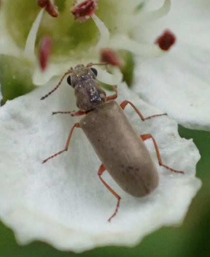 Danacea sp.